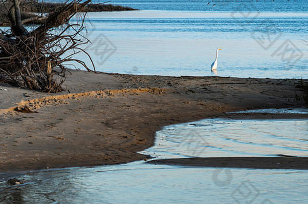 白色白鹭沿海湿地