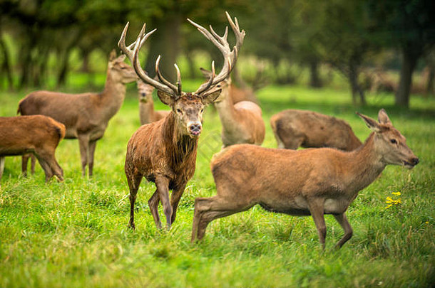 秋季马鹿发情。图像序列描绘了每年秋季发情期间，公鹿和雌鹿与幼鹿休息和搏斗的场景。