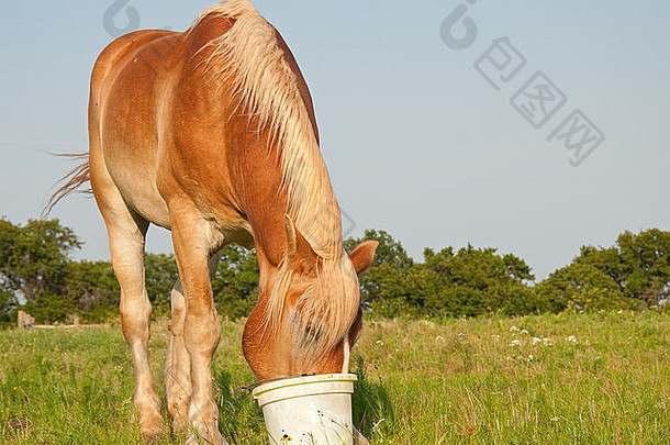 比利时驮马在牧场上吃着桶里的谷物