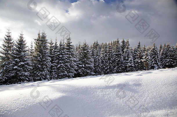 圣诞节背景雪冬天景观雪白霜覆盖冷杉树冬天魔法假期