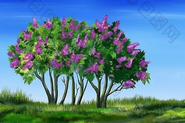淡紫色树紫丁香寻常的