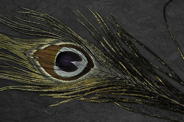 黑石头背景上金孔雀羽毛的抽象构图
