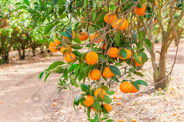 成熟的柑桔树生长在农场花园，农业产业