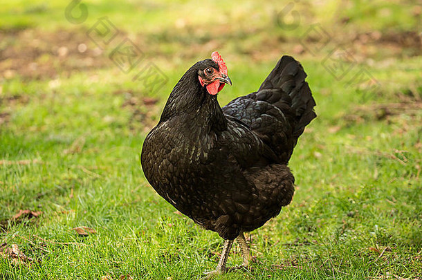 自由放养黑色的澳洲黑鸡issaquah华盛顿美国