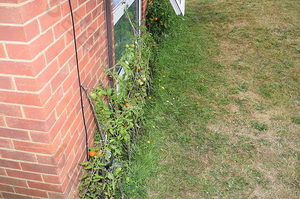 靠砖墙在茎上生长的小西红柿；有些还不成熟