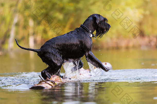 黑色标准雪纳瑞犬在<strong>水中</strong>从树干上飞驰而过