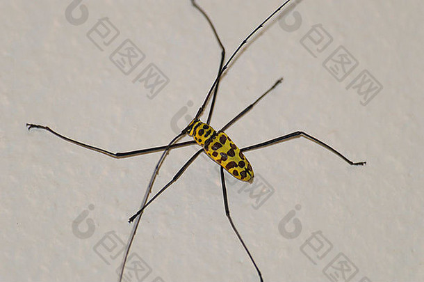 天牛科或长角甲虫。泰国、春布里、纳克卢阿地区。2013