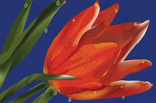 蓝色背景上有水滴的红色郁金香-插图