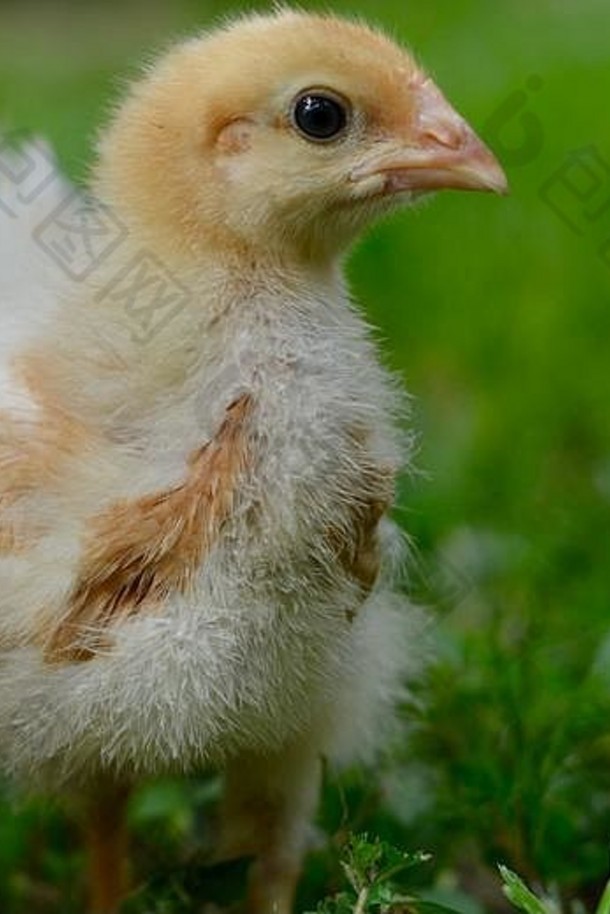 一周大的国内自由放养小鸡，罗德岛红种，在自然环境中，昆士兰汤斯维尔，澳大利亚