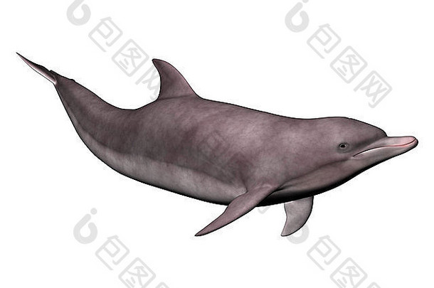 数字渲染海豚孤立的白色背景
