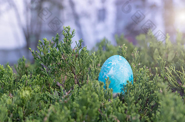 复活节快乐，树上隐藏的蓝色有机复活节彩蛋，复活节节日装饰，复活节概念背景，空间