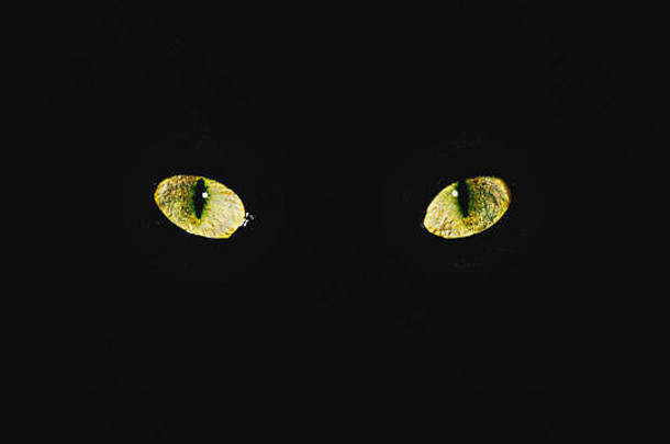 猫的黄色眼睛在黑暗中闪闪发光，传达着一种威胁和恐惧的气氛