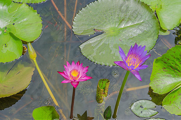 红色的紫色的水莉莉莲花盛开的小池塘