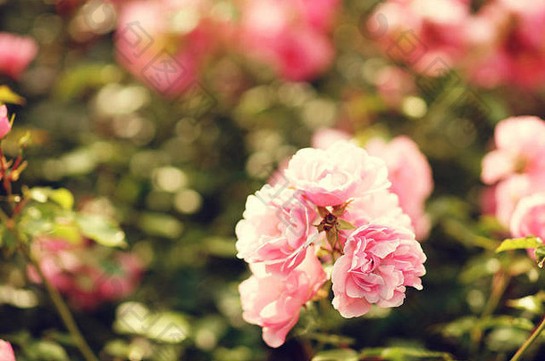 粉红色的玫瑰灌木