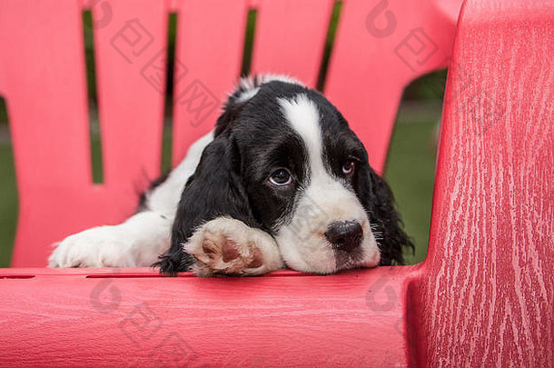 华盛顿州伊萨卡，一只两个月大的斯普林格猎犬，Tre，在一次<strong>欢快</strong>的<strong>游戏</strong>后，在一张塑料草坪椅上休息，