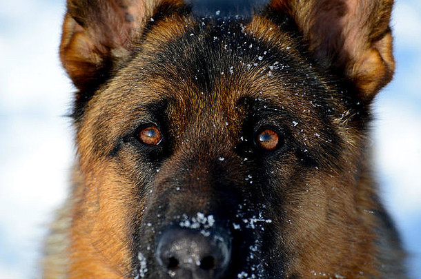 冬天公园里的德国牧羊犬。雪中的口吻