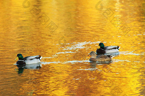 3只绿头鸭在爱荷华河上的公园里游泳