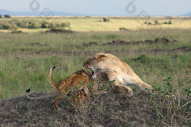 非洲母狮对着她的幼崽咆哮