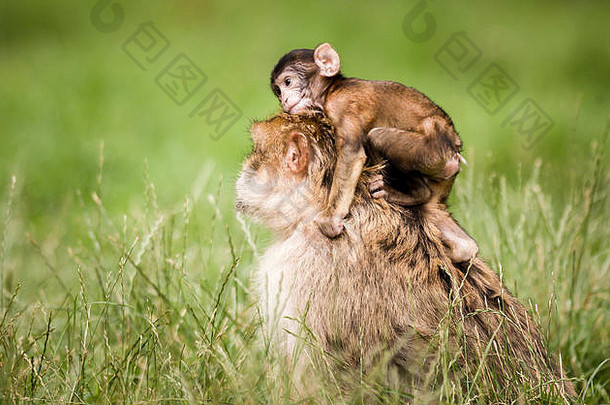 英国特伦特河畔斯托克的特伦瑟姆<strong>猴子森林</strong>里，一只巴巴拉猕猴抱着一只小猕猴
