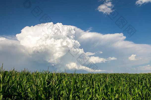 阿尔伯塔省加拿大玉米场大草原严重的雷雨距离