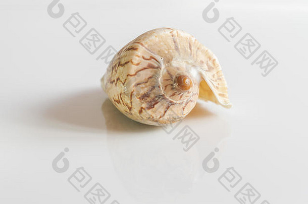 空壳牌高贵的蜗壳cymbiola诺比利斯孤立的白色背景海蜗牛本地的南东亚洲