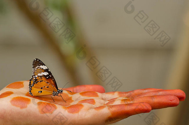 一只普通的虎蝶正在检查我妹妹手上的指甲花图案