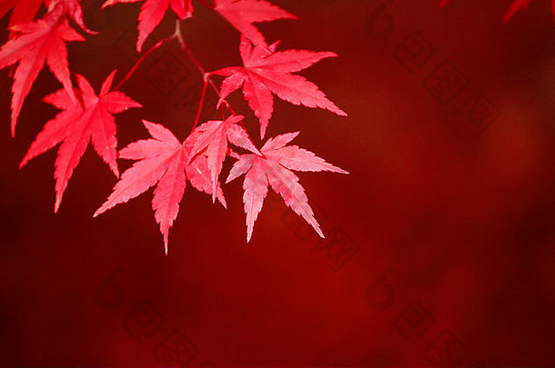 秋天叶子日本