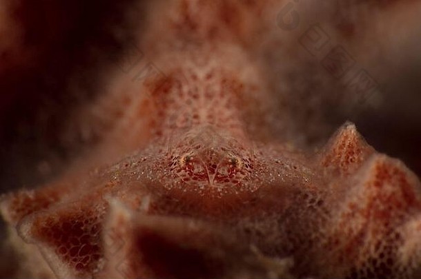伪装大师。隐匿海绵虾。菲律宾隆布隆的水下微距<strong>摄影</strong>
