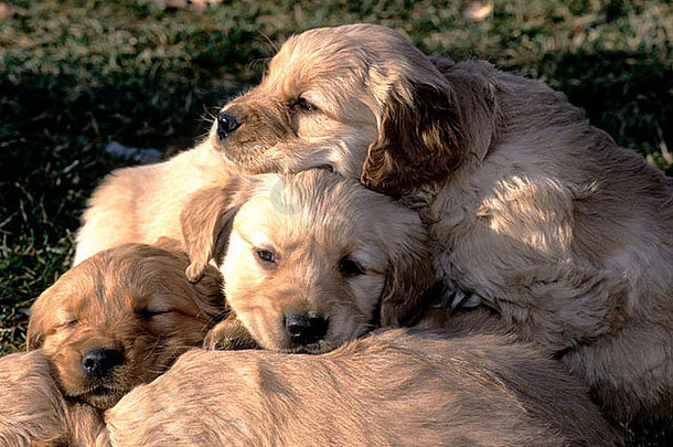 一堆昏昏欲睡的6周大的金毛猎犬小狗