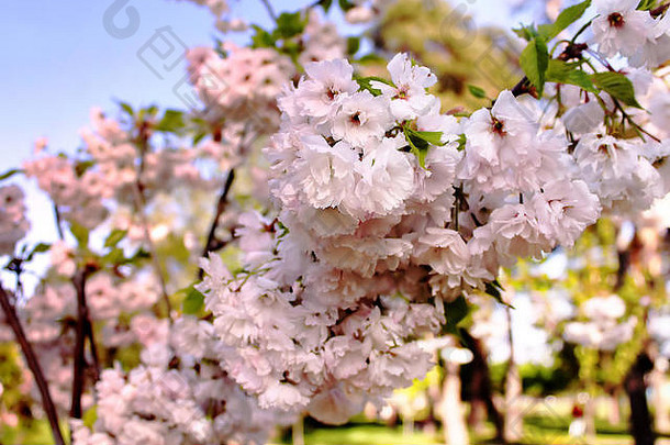 樱花樱桃开花春天美丽的精致的花