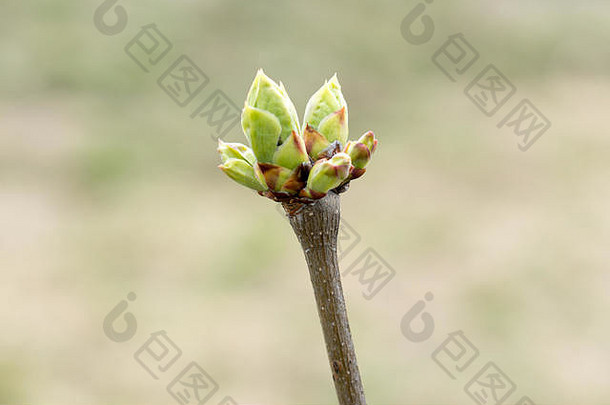 唐棣属灌木植物早期春天未开封味蕾树枝