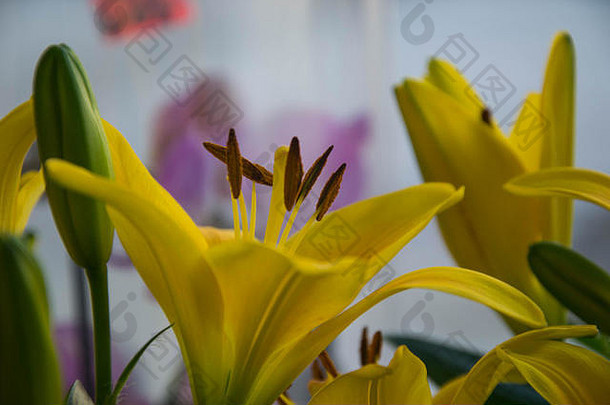 一束美丽的黄色百合花，花店里的百合花，特写花粉，3月8日母亲节、妇女节、情人节的花束