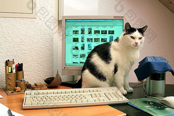 国内资深Tomcat坐在办公桌上，在电脑显示器上挡住了Alamy网站的视线