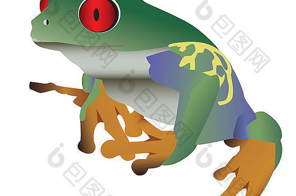 红色的眼色彩斑斓的青蛙孤立的白色背景