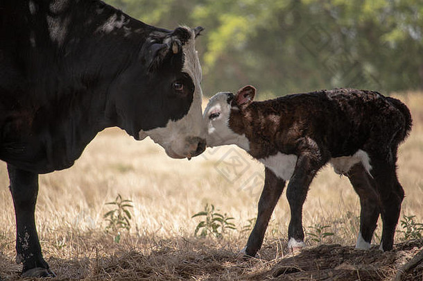 母牛在出生后几分钟内带着她的新生小牛