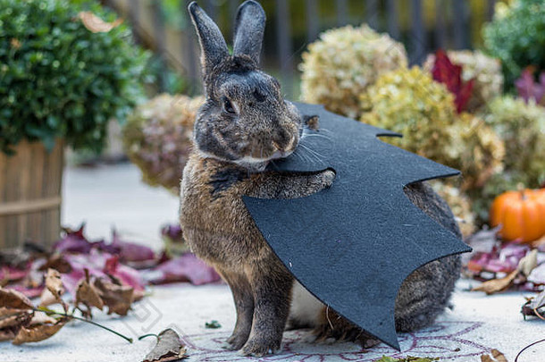 小灰兔和小白兔，穿着万圣节蝙蝠装，周围是五颜六色的落叶、南瓜和妈妈，秋天的场景