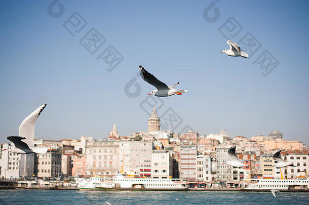 在伊斯坦布尔的城市环境中，鸽子在海面上空飞翔