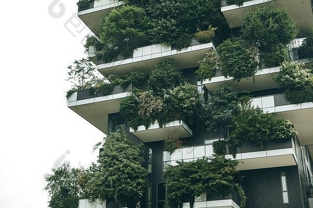 树木生长在住宅楼的阳台上。环境和日常生活。