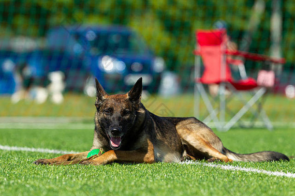 这只狗在敏捷竞赛中表现出色。比赛中休息时休息的比利时牧羊犬。阳光