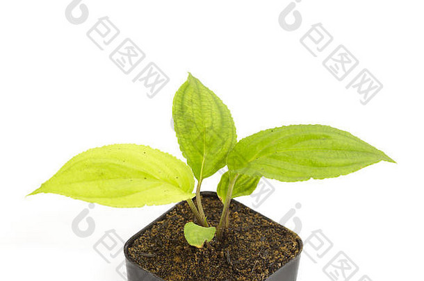 年轻的绿色幼苗西番莲植物粘土花盆白色背景