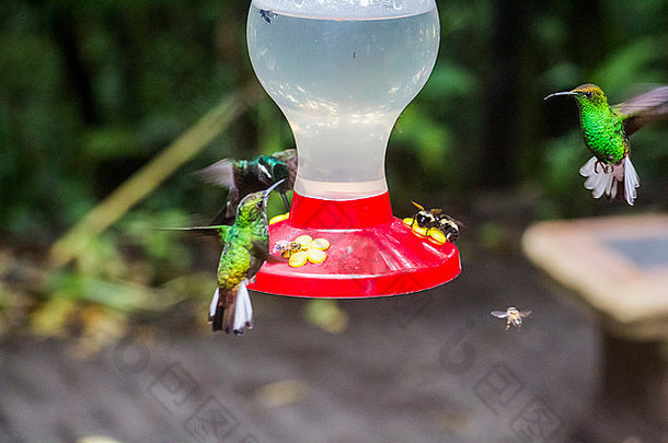 哥斯达黎加飞行的绿色蜂鸟