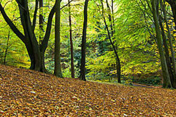 秋天风景优美的莱顿柳树林地走泰恩赛德