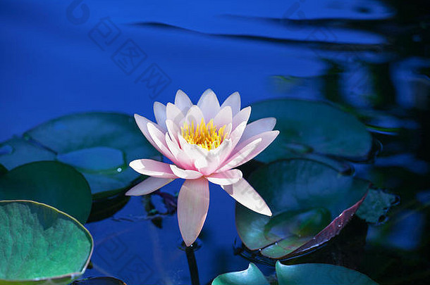 粉红色的百合花在蓝色的水面上绽放，绿色的叶子背景特写，美丽的紫色的睡莲在池塘上绽放，一朵荷花在水面上