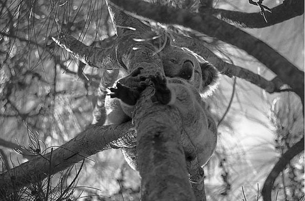 考拉（Phascolarctos cinereus）坐在澳大利亚新南威尔士州史蒂芬斯港一<strong>条</strong>桉树、柠檬树<strong>通道</strong>的树枝上：黑白版