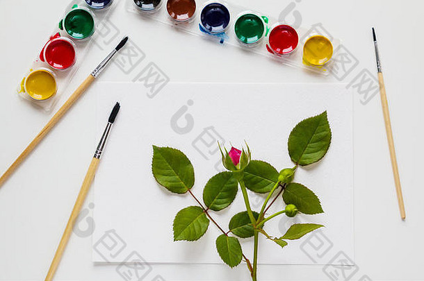 白色桌面，俯视图，平面布置。水彩，画笔，纸，玫瑰花。