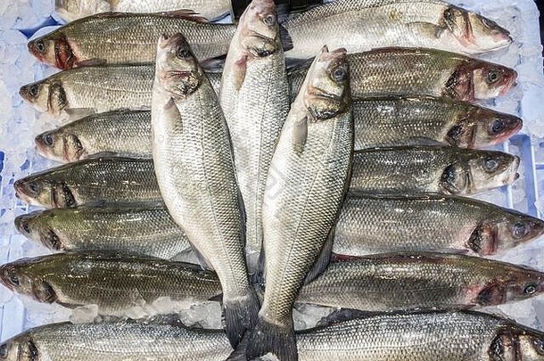 冰店柜台上的海鲈鱼特写镜头。超市里陈列着新鲜的海鲈。在市场上卖冷冻海鲜。健康成分