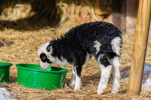 在瑞典，一只黑白相间的小羊羔正在绿色的浴缸里吃东西