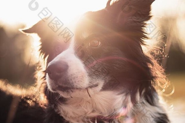 黑<strong>白边</strong>境牧羊犬在郊外摆好姿势拍照，身后是夕阳