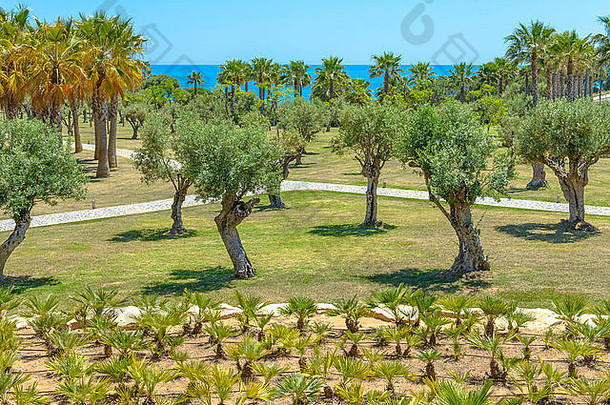 橄榄棕榈树葡萄牙