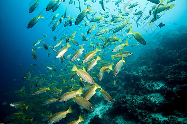 学校大眼鲷鲷鱼卢特亚努斯卢特亚努斯鱼水下马布岛岛婆罗洲